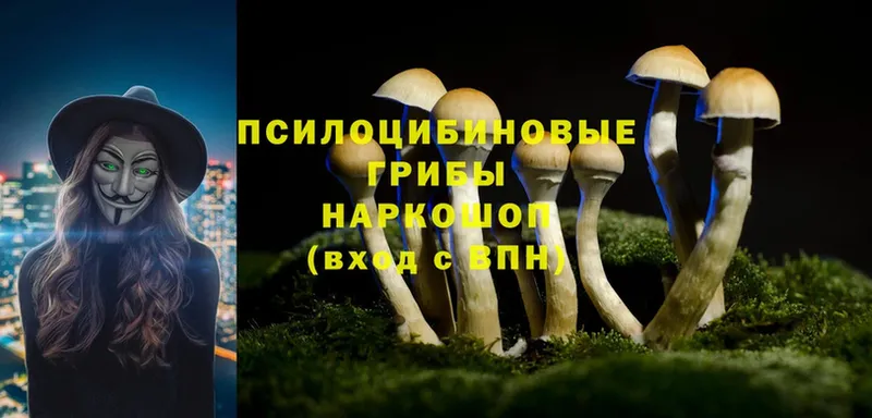 Галлюциногенные грибы Psilocybe  продажа наркотиков  блэк спрут ссылка  Нахабино 